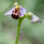 Bee orchid 2
